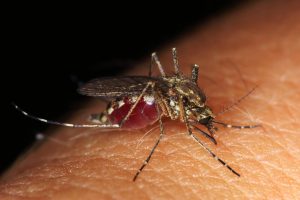 mosquito-4406812_1280